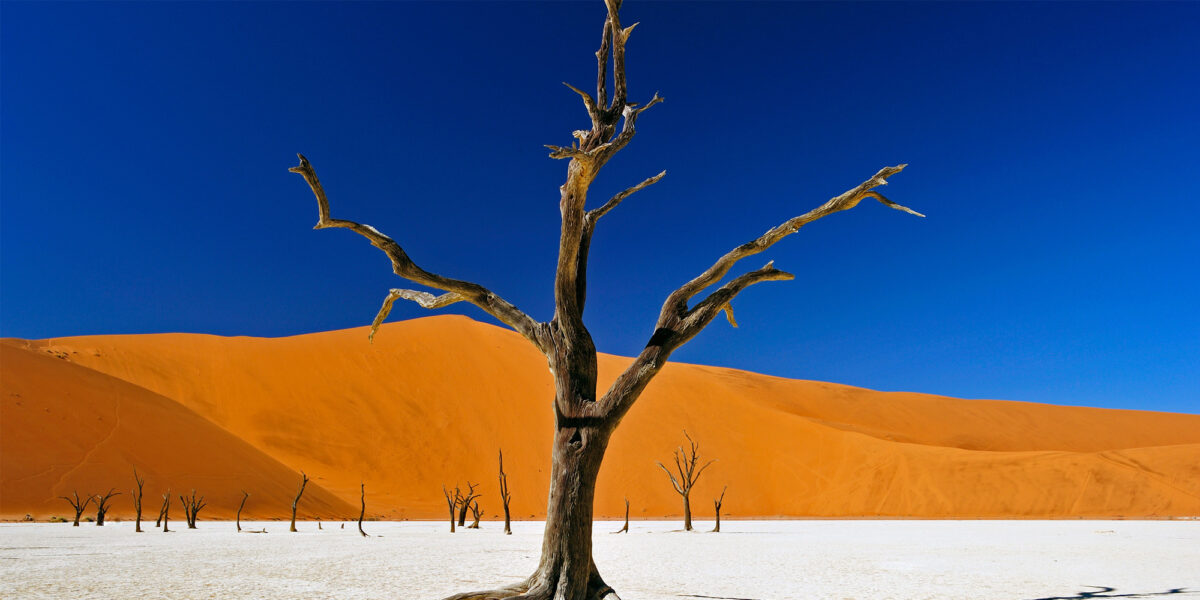 Ein Vertrockneter Baum Steht auf weißem Boden vor einer gelben Dühne und darüber erstreckt sichd er tiefblaue wolkenlose Himmel