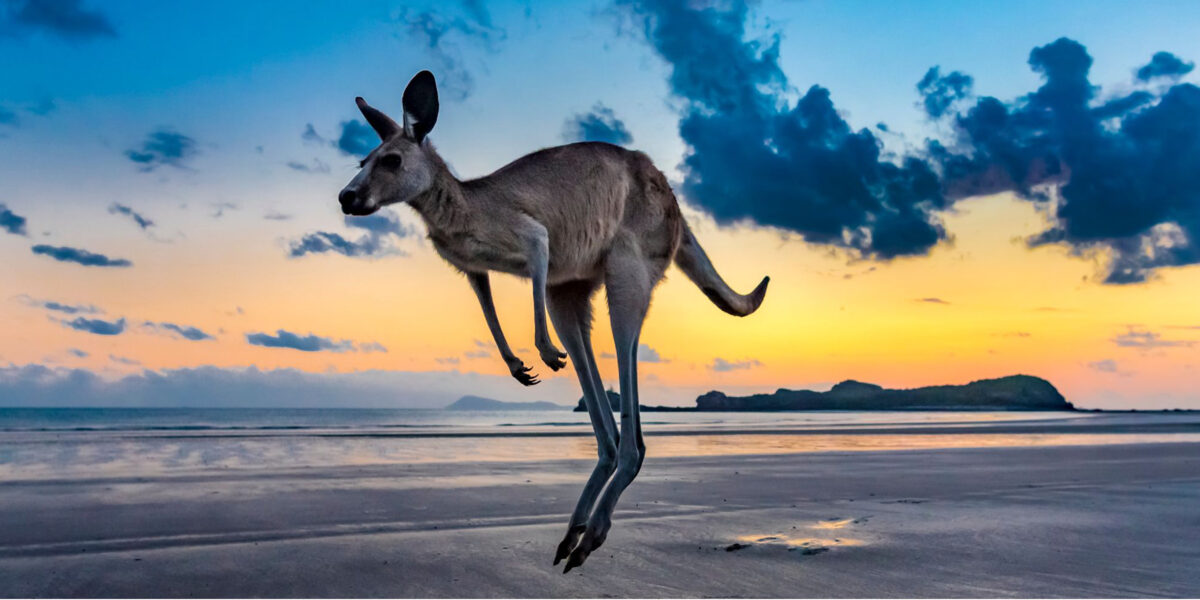 Abgebildet ist ein ausgewachsenes Känguru im Sprung. Im Hintergrund ist ein blau, gelber Sonnenuntergang.