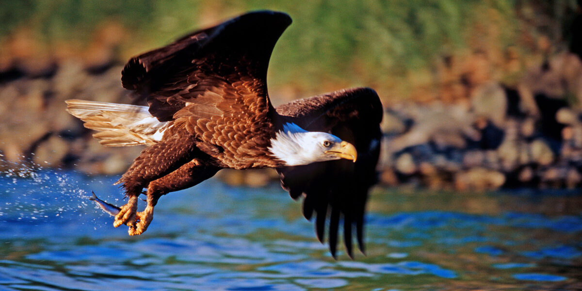Abgebildet ist ein fliegender Adler, welcher einen kleinen Fisch gefangen hat. Im Hintergrund sind Wasser und Wiese abgebildet.